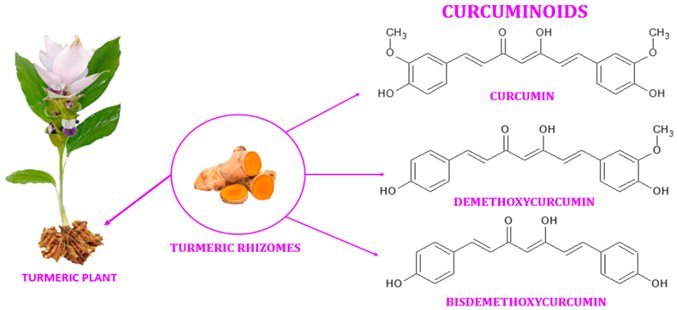 Therapeutic Potential of Turmeric